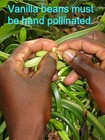 Vanilla Products Usa 10 Extract Grade B Tahitian Vanilla Beans 4 6  Grown In Png