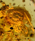 A101 Bu3146 Nice Well Preserved Snail In Nice Burmese Amber Burmite 99mya