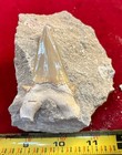 Huge Fossil Otodus Shark Tooth Teeth In Matrix Megalodon Era Rock Ancestor