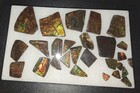 Ammolite Gem Fossil Ammonite Fragments Fr  Bear Paw Sea Formation Alberta Canada