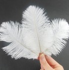 50 Pcs 10-20cm Natural White Ostrich Feathers For Diy Craft Home Decor