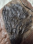 Crinoid Fossil Specimen On Rock Matrix Slab Approx  10 In Long