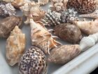 Large Seashells Assortment 10 Different Species Best Value