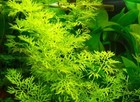 Water Sprite Ceratopteris Siliquosa  Live Aquarium Plants Buy2get1free 