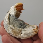 Ruck s Pit Calcite Clam Fossil - Mercenaria Permagna - Ft  Drum  Florida