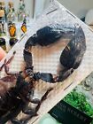 Wholesale Lot Of 10 Huge Real Scorpions Heterometrus Laoticus Thailand Real Pape