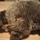 Ganz Webkinz Signature Woodland Raccoon Plush Stuffed Wks1073 Tag W  Code