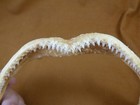 Sj480-30-4  8  White Tip Reef Shark Jaw Love Sharks Jaws T  th Triaenodon Obesus