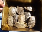 Lot Of 10 Genuine Snapping Turtle Shells Lrg 8 -sm 3 1 2  Taxidermy Crafts