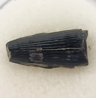 Machimosaur 0 62  Tooth Fossil - Wealden Fm  - Isle Of Wight  U k 