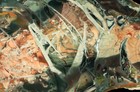 Morrisonite Picture Jasper Polished Specimen