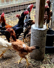 Lotx12 Eggs Npip Indio Gigante Extra Tall Birds Show Quality Hatching Eggs