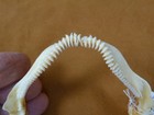  sj235-110  Rare 3-3 8  Longnose Skate Shark Jaw Teeth Dipturus Oxyrhinchus Jaws