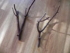 Two Manzanita Branch Bird Perches 16   Long