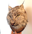 Alaskan Lynx Taxidermy Wall Mount Animal Fur Hide Skull Fox Bobcat Hunting Decor