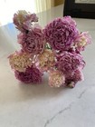 Peonies   Dried Flowers Bunch Bouquet Bundle Usa Grown Blush   Pink Peony  Auc 9