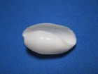 Adamnestia Japonica  adams  A   1862   canoe Shell  Japan     25 3mm 