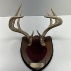 Vintage Deer Antlers Trophy Mount Plaque 8 Point Cabin Decor Rustic Taxidermy