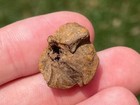 Hell Creek Fossil Pine Cone Cretaceous Dinosaur Age Plant