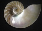  pearled Nautilus  Half  Beautiful    6 1 2 Inches 