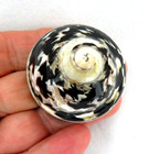 Vintage Mother Of Pearl   Magpie Seashell Pill   Trinket Box