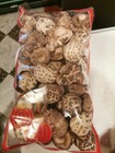 100  Top Grade Organic Japanese Dried Shiitake Mushrooms  1 Pound  16 Oz  4-5 Cm
