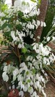 Bauhinia Purpurea Variegata Fresh 50 Seeds