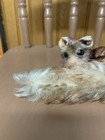 Vintage Steiff Germany  dormy Dormouse  Plush Toy Nickel Button No Tag Euc 