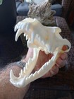 Large Beetle Cleaned Coyote Skull Animal Mammal Skull Taxidermy Has All Teeth  J
