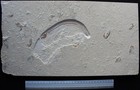 Enchelion 49 Eel   11 Shrimps - Excellent Quality - Cretaceous Fossils Lebanon