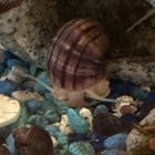 Live Freshwater Aquarium Magenta Mystery Snails 3x  Tropical