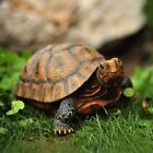 Tortoise Statue Turtle Outdoor Indoor Garden Decor Reptiles Shell Animal Figuri