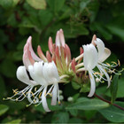 65 Honeysuckle Vine Seeds  Usa Seller Free Shipping Shrub Seeds Fragrant
