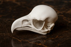Bald Eagle Skull Replica Museum Quality 1 1 Life Size Educational Collectible