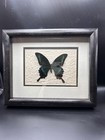 Green-blue Swallowtail Papilio Maackii Butterfly Framed Entomology Shadowbox C3