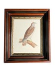 Antique 1859 Pacific Railroad Survey Bird Print Framed California Hawk Plate Xvi