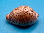 Naria Turdus     Thrush Cowrie     Dry Tortugas     31 0mm