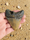 Authentic Megalodon Shark Tooth   A 3 39 Inch Prehistoric Fossil   