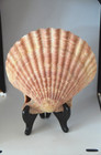 Rare Specimen Mimachlamys Townsendi - 152 Mm   16 Oz  - Saudi Arabia -last One