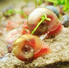 Ramshorn Snails 10  Mixed Colors Live Freshwater Aquarium Clean Up Crew