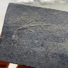 Guizhou Fossil Specimens