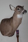 Whitetail Deer Head Shoulder Mount Taxidermy Mount Antler Hunt Rack Hide