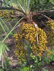 Bulk Dried Organic Saw Palmetto Berries  10lbs