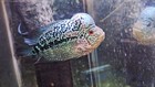 Kamalau  kml  Flowerhorn Live Fish Male 5  Inch