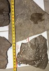 Wholesale Lot Of Dinosaur Footprint Fossil Triassic Jurassic Track Plates 8 Pcs