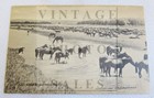 2 Huffman Montana Noon Round Up Killing Of Cows Coffrin Lithograph Postcards