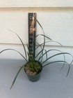 Maxillaria Tenuifolia  Species Orchid Plant  Nbs