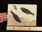 Two  50 Million Year Old Knightia Fish Fossils With Stand  Wyoming 792gr