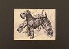 Kerry Blue Terrier Matted   Framed   Ready To Gift 1986 Vintage Dog Art Print W