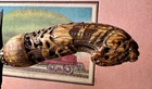 Antique Indonesian thai  Keris  Kris Knife Excellent Pamor Carved Exotic Handle